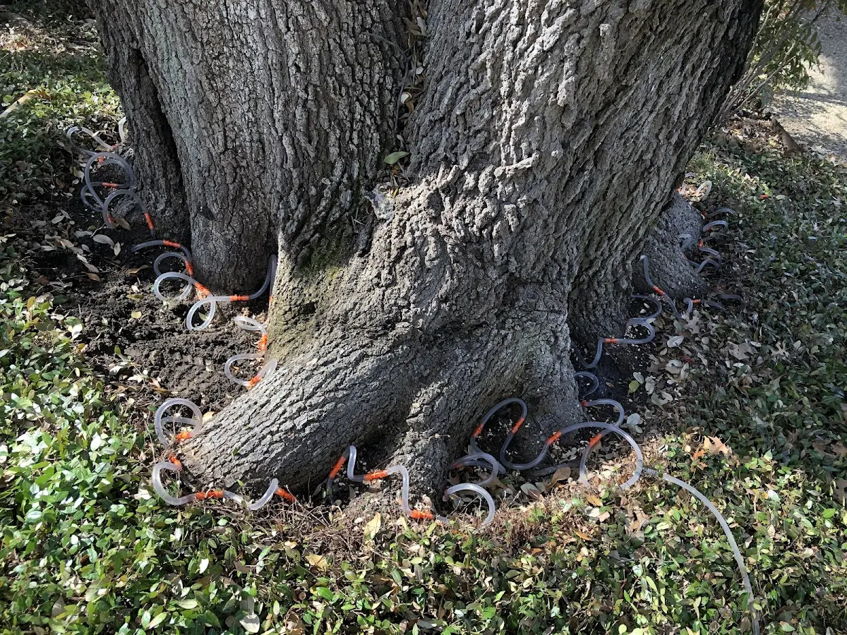 Detailed Tree Cabling and Bracing job site in Three Mile Bay