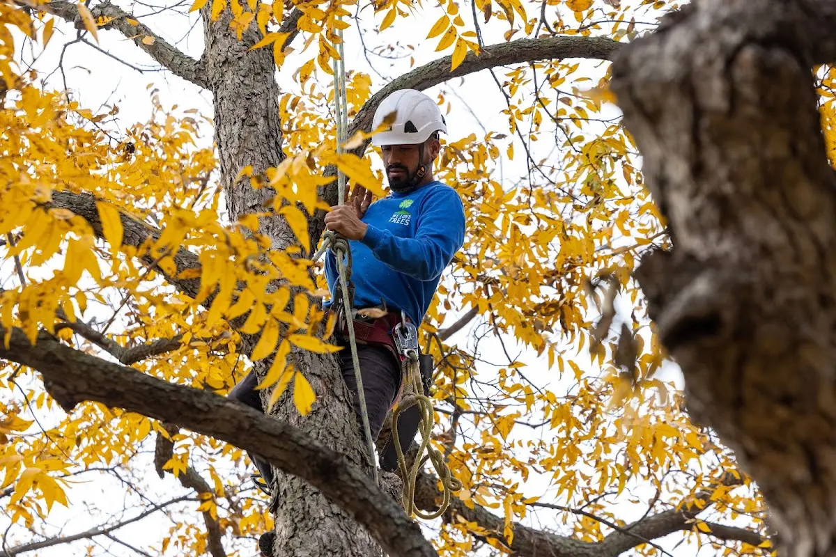 Skilled Tree Pruning crew working in Three Mile Bay