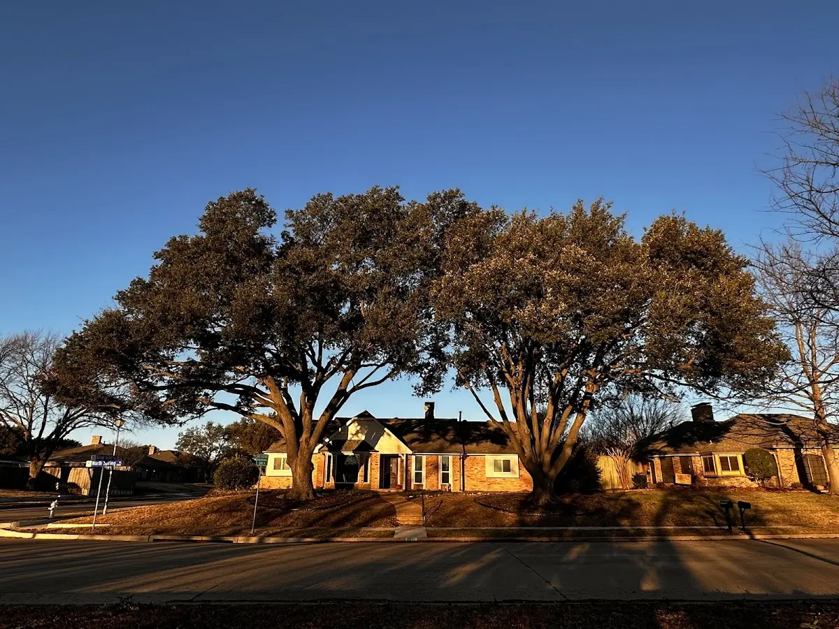 Established residential canopy tree shading a home in Three Mile Bay