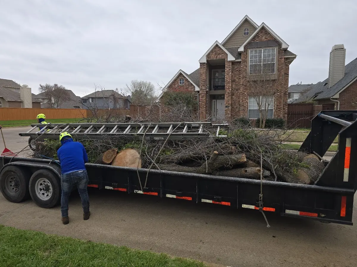 Expert Tree Removal with proper safety equipment in Three Mile Bay
